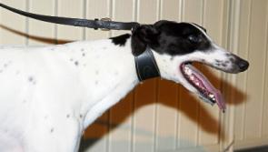 Limerick crime boss Christy Keane questioned over kidnap of €1m greyhound