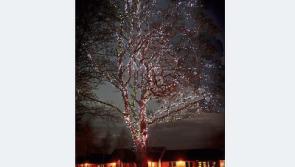 Milford Hospice to hold Light Up A Memory event