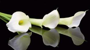 Deaths in Limerick - January 8, 2017