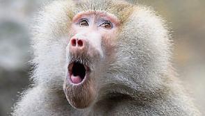 Tales of smoking baboons and naked mowers