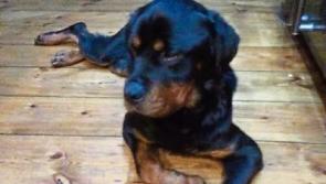 'Miracle' as one of Peter Clohessy's stolen dogs is found