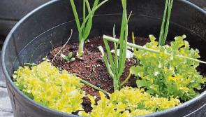Time to start your veggie patch