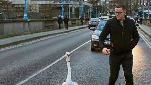 Images of Limerick man helping swan cross road go viral