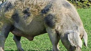 Famous boar was a big hit with lovelorn sows