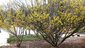 Let witch hazel cast its spell on you