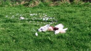 Gun shells found next to dead swans beside lake at O’Briens Bridge