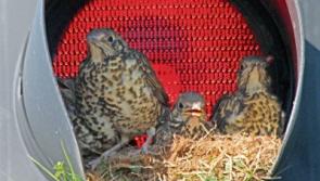 Bright idea: Thrush raises young in Limerick traffic light