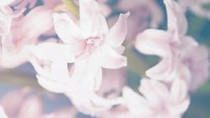 Deaths in Limerick - April 5, 2017