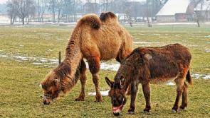 Camels buried in Duagh, asses in Listowel. Touch&eacute;