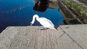 Limerick's 'Air Force Swan' rescue trapped bird in rocks