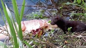 Minks are 'major threat to fish stocks' in Limerick