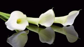 Deaths in Limerick - May 23, 2017