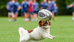 Munster chase fourth Guinness Pro12 title 