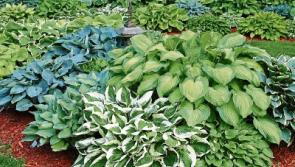 Forty shades of green for summer