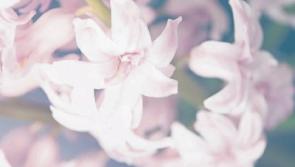 Deaths in Limerick - May 28, 2017