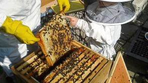 Gardaí investigating recent theft of beehives and native Irish Black Bees
