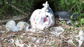 New-born Limerick cygnets 'attacked with frying pan'
