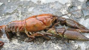 Crayfish plague threatens to wipe out stock in Rathkeale's River Deel