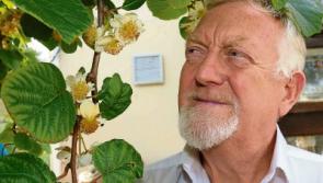 Limerick kiwi plant blossoms: will Lions trim them?