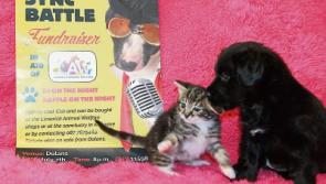 Lip-synching for Limerick Animal Welfare