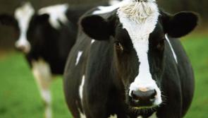 New €10bn CAP strategic plan will undermine food production - IFA president