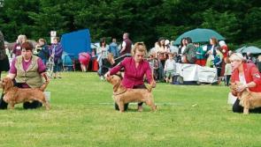 Doggie delight at annual pedigree show in Limerick