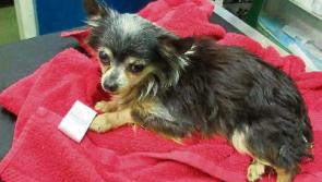 Limerick vet in search for owner of paralysed Chihuahua found in ditch
