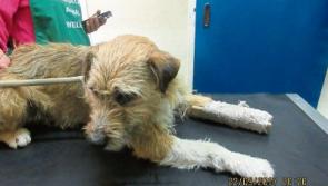 Limerick vet bids to save stray dog's leg