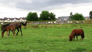 Limerick City and County Council warns it will dispose of seized horses