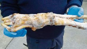 Mystery surrounding bone that washed up on West Clare beach appears to be solved