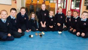 'Chick lit' being taught at Limerick primary school