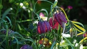 Plant spring flowering bulbs now
