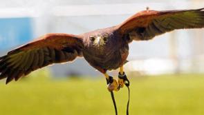 Girl, 3, gets €5k damages after hawk strike at Limerick falconry