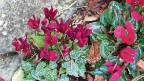 Colourful climbers for autumn
