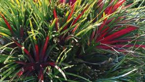 Touch of colour in the autumn