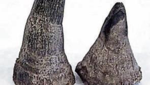 Man with Limerick links jailed in Miami for rhino horn smuggling