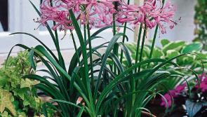 Late bloomers offer colour