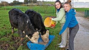 Limerick pupils bring agri matters to life on their school farm