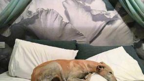 That's amore: Dogs lurch from loathing in Limerick to love in Italy thanks to LAW