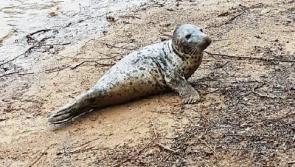 WATCH: Locals 'mesmerised' by Sandy the Sleeping Seal on Limerick's riverway