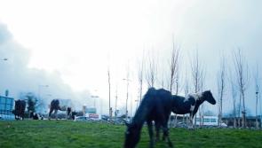 'Accident waiting to happen': Loose horses seized from Limerick roundabout