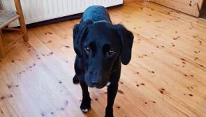 Barking mad: Dog sneaks on a bus to Limerick city