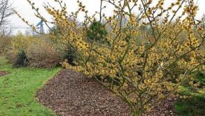 Magical and medicinal shrub