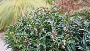 Sweet little shrub that is sure to bring delight in the winter