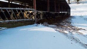 Limerick farmers stock up on heaters, not bread