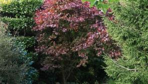 Celebrate tree week and get planting