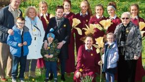 Daffodil Day: Limerick urged to support Irish Cancer Society