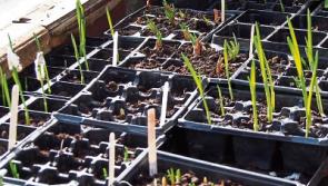 Time is perfect to start vegetable garden
