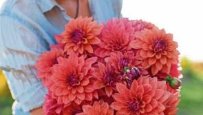 Plant summer bulbs now