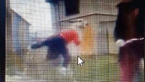 Limerick Animal Welfare urges public to report video of llama in city